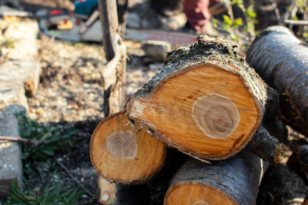 Tree and Shrub Care in Loganville, PA