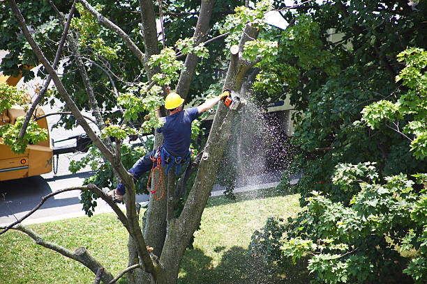 Best Firewood Processing and Delivery  in Loganville, PA