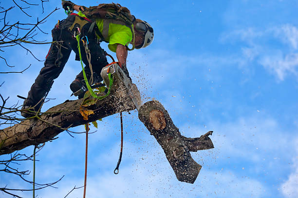 Best Tree Removal  in Loganville, PA