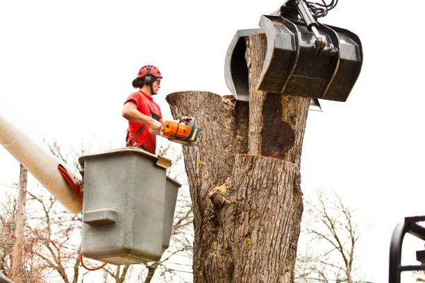 Best Tree Maintenance Programs  in Loganville, PA