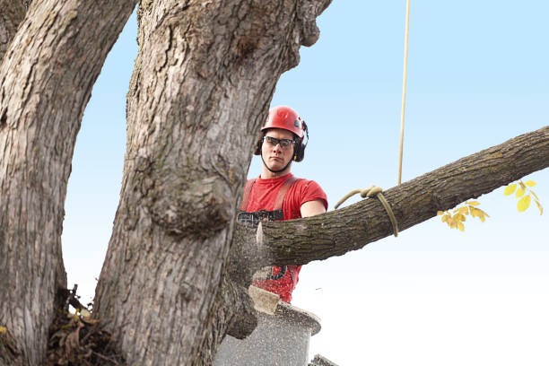 Reliable Loganville, PA Tree Services Solutions